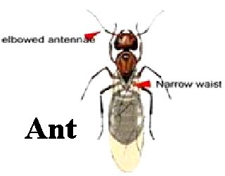 ANT TREATMENT