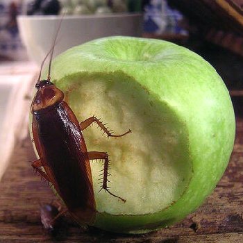 Redcliffe Commercial Pest Control