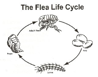 Flea Removal Redcliffe