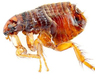 Flea Removal Redcliffe