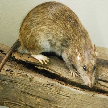 Rat Control Moreton Bay Region