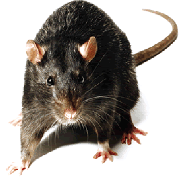 Rat Control Moreton Bay Region