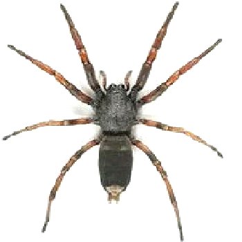 Spider Treatment